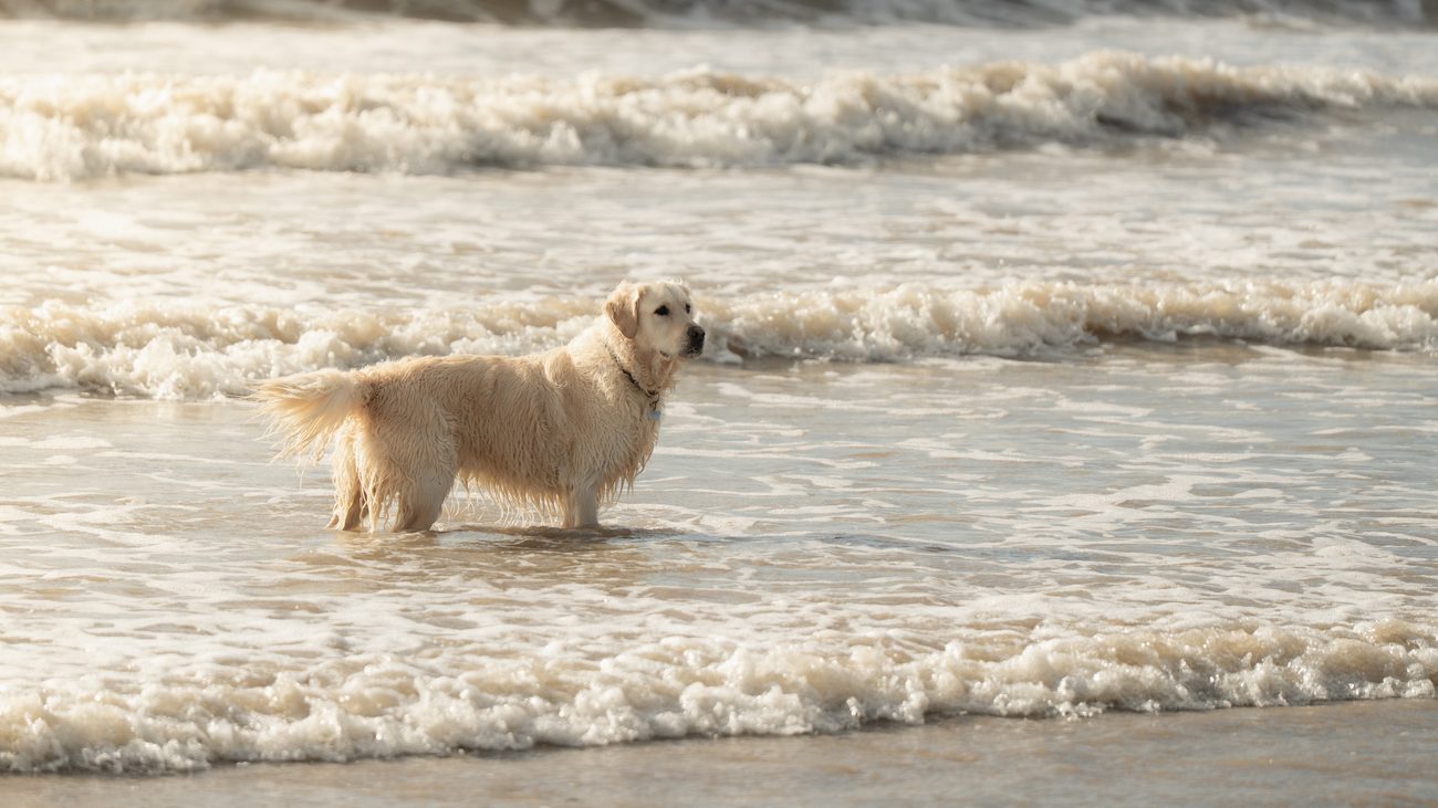 Dog portrait 1