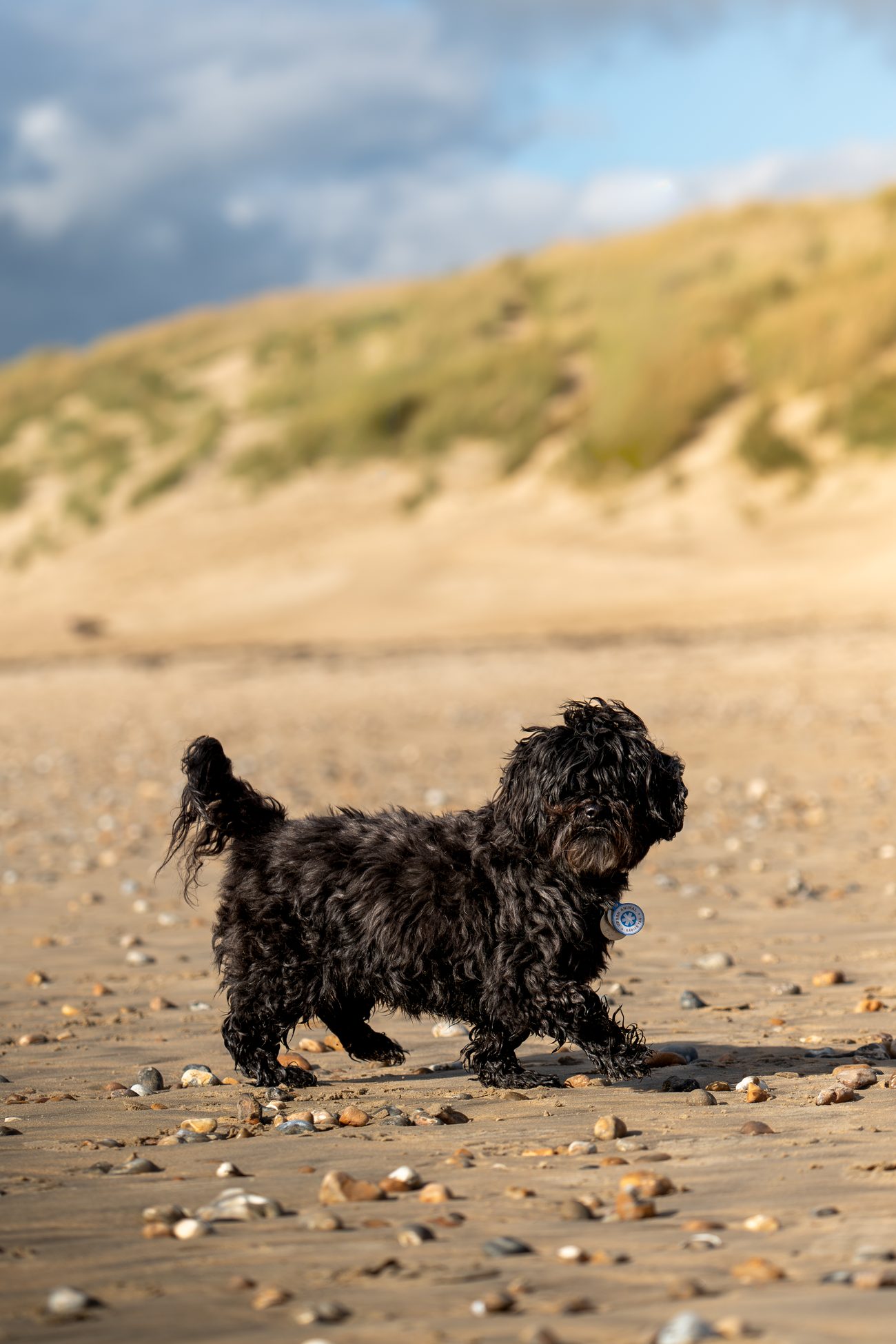 Dog portrait 6