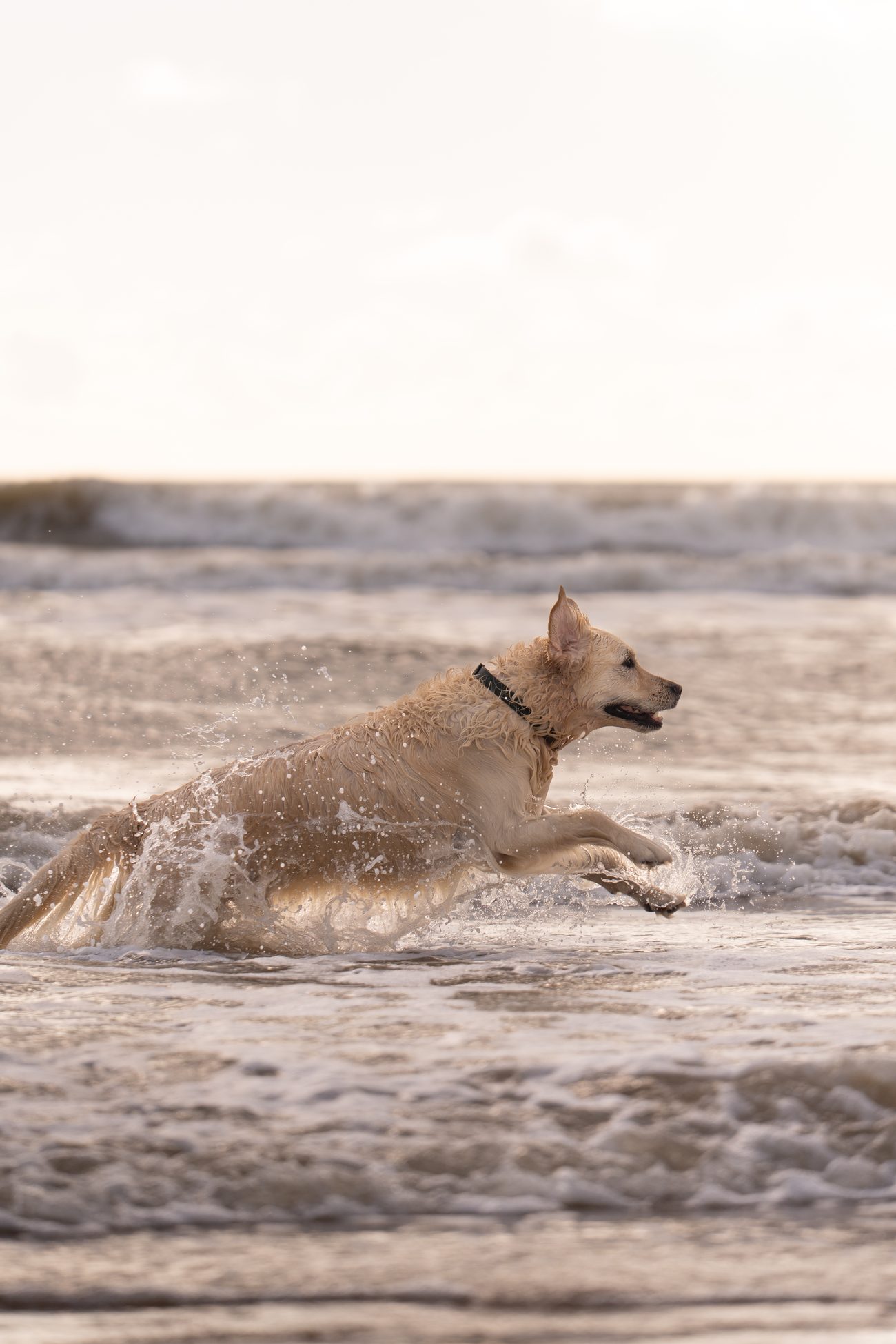 Dog portrait 3