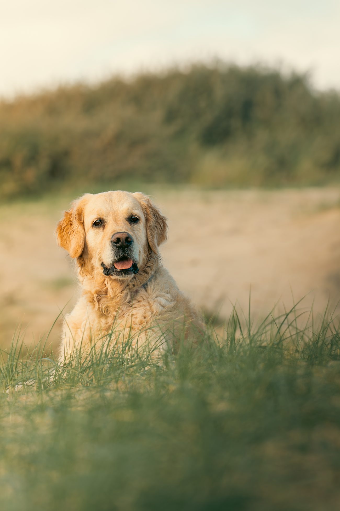 Dog portrait 9