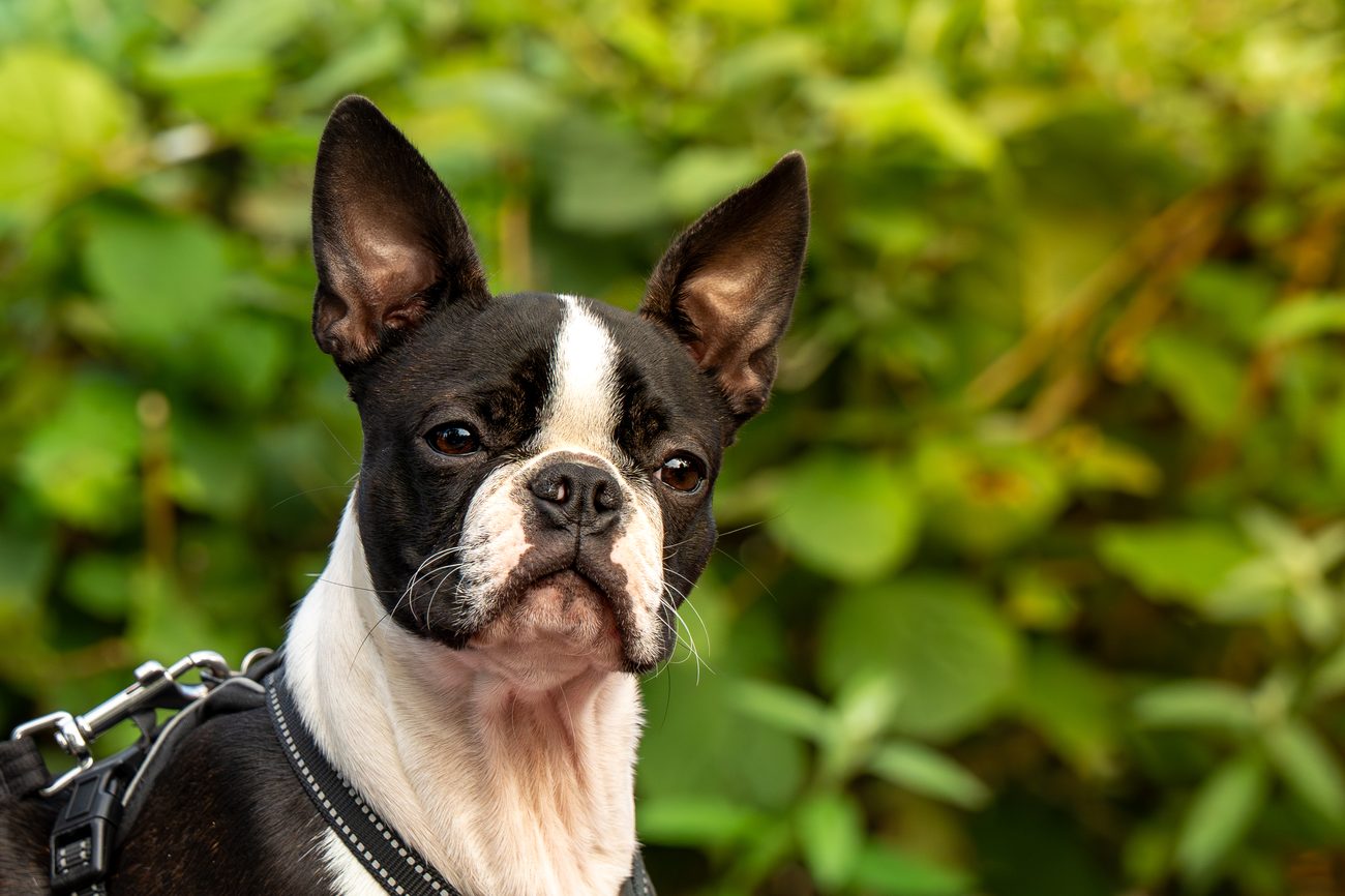 Dog portrait 7