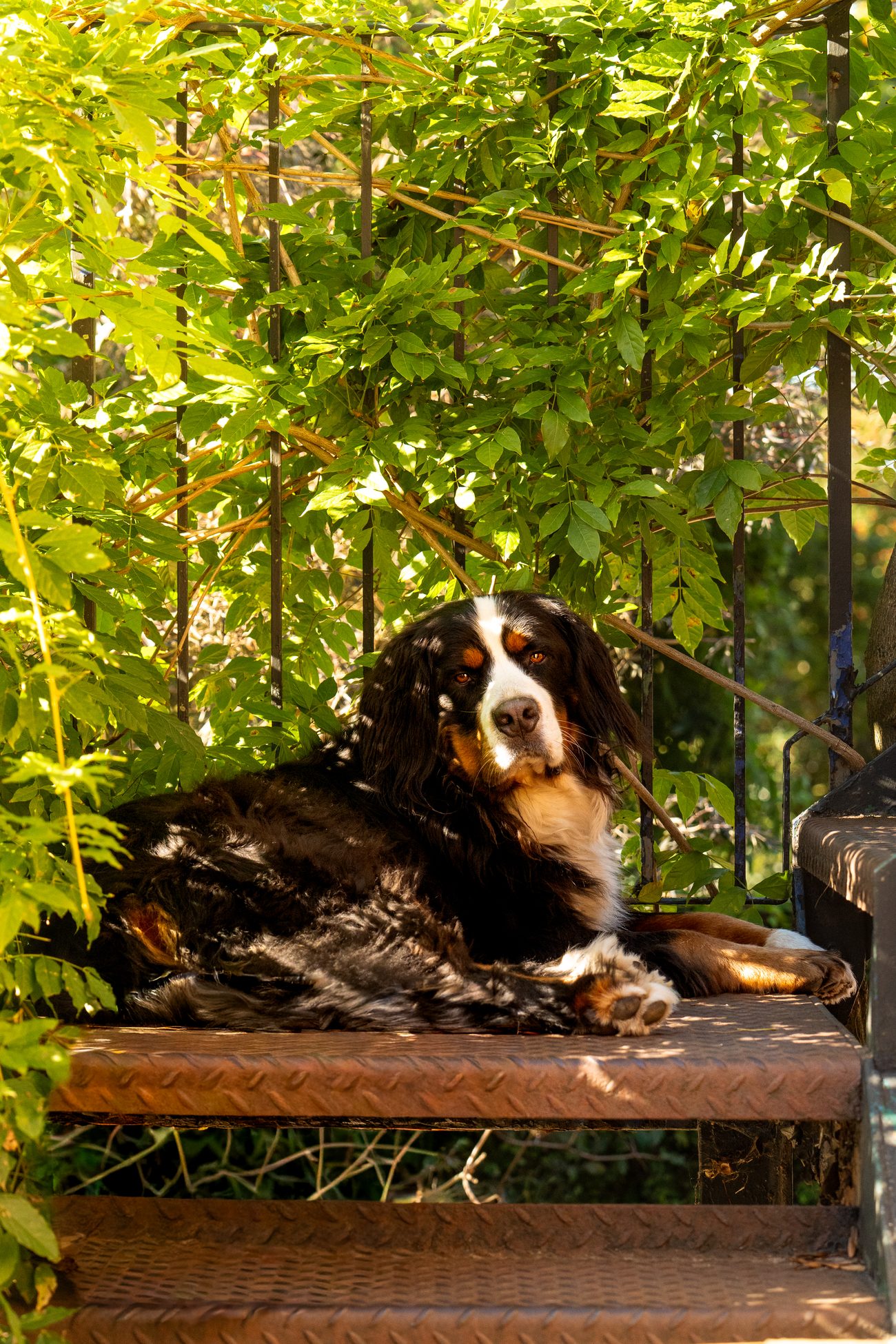 Dog portrait 10