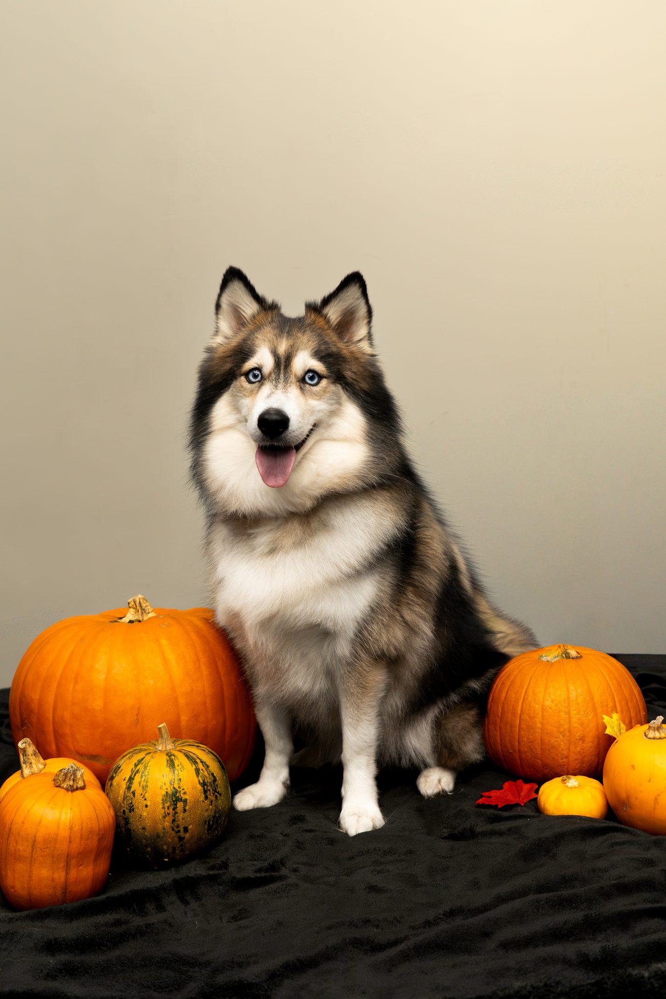 Seasonal dog 5