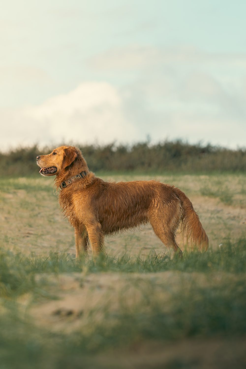 Dog portraits