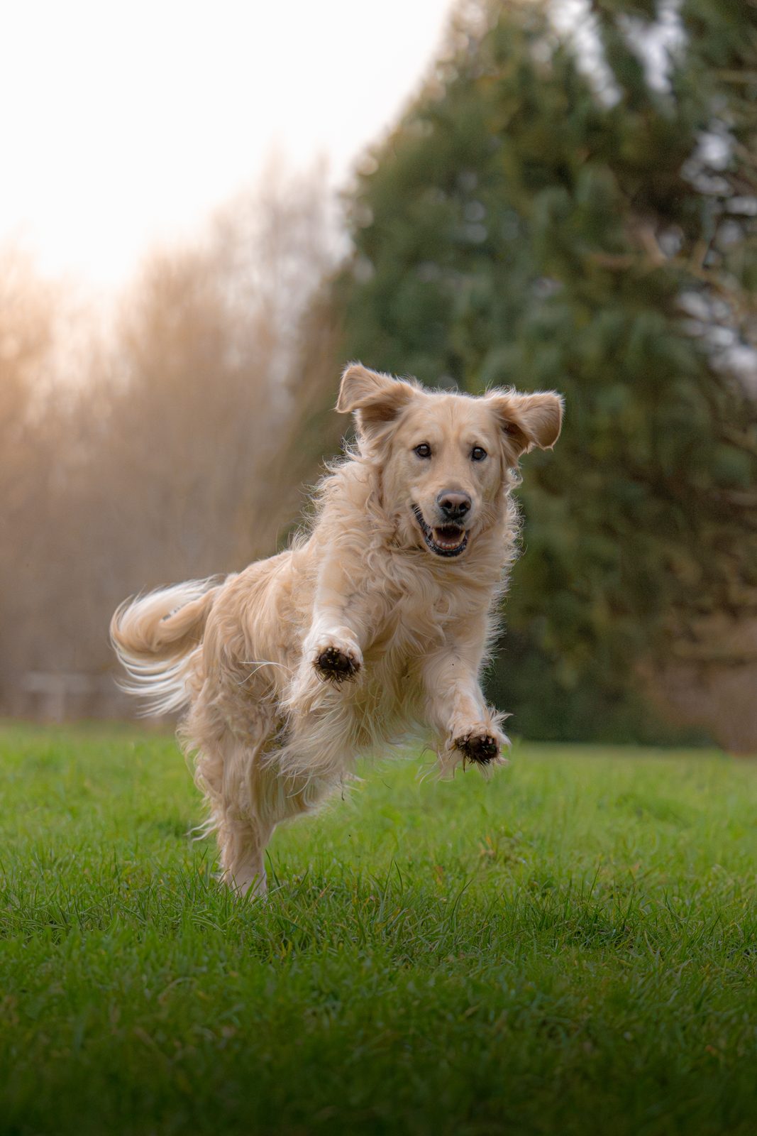 Dog portrait 2