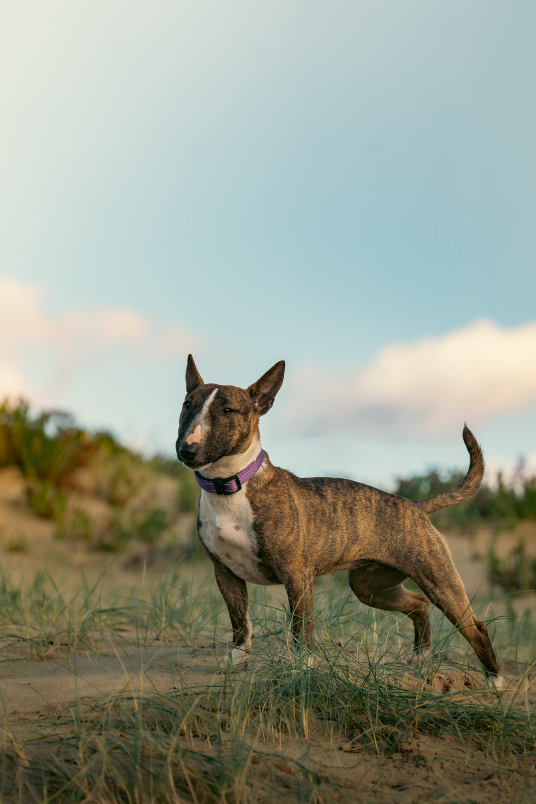 Dog portrait 5