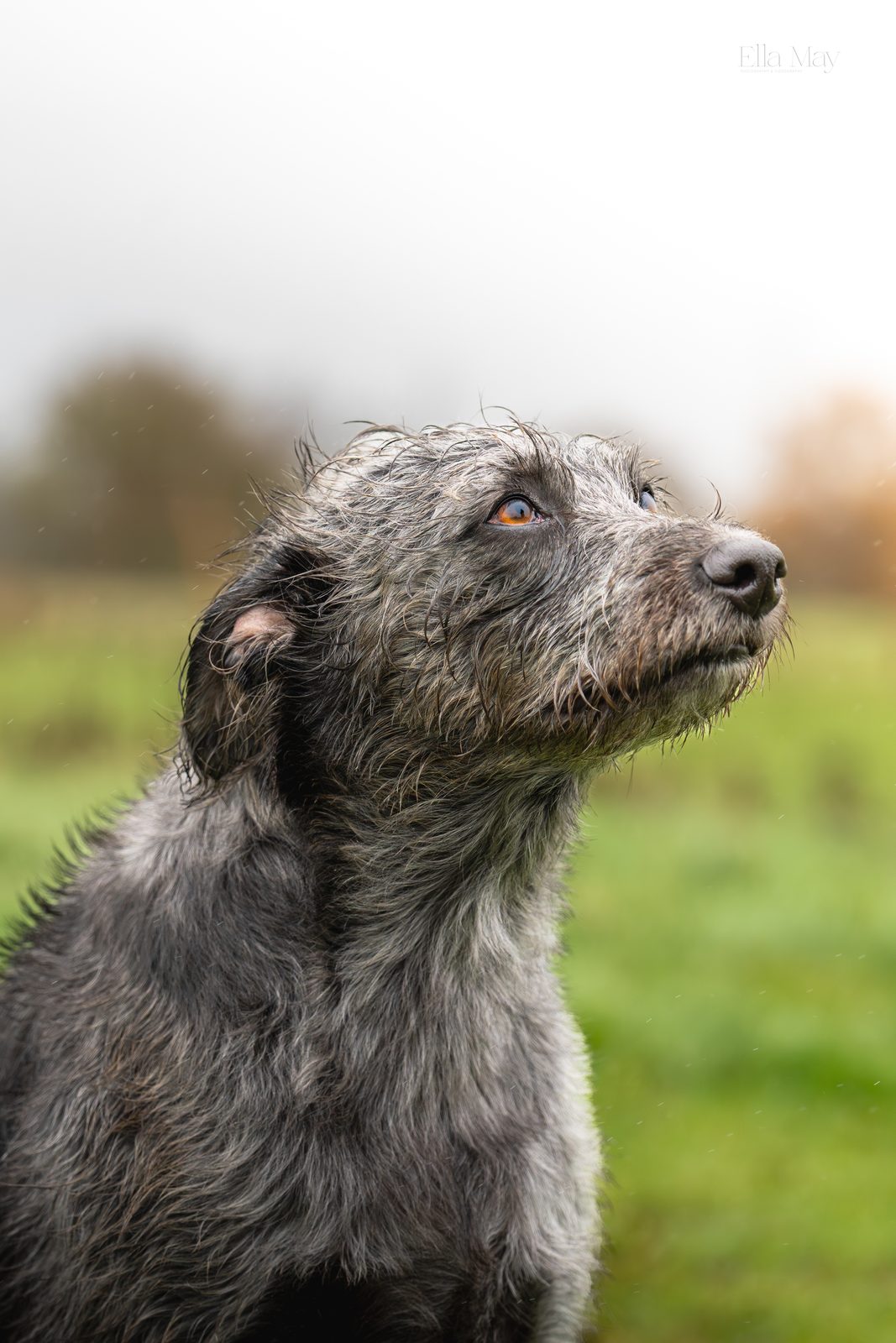Dog portrait 8