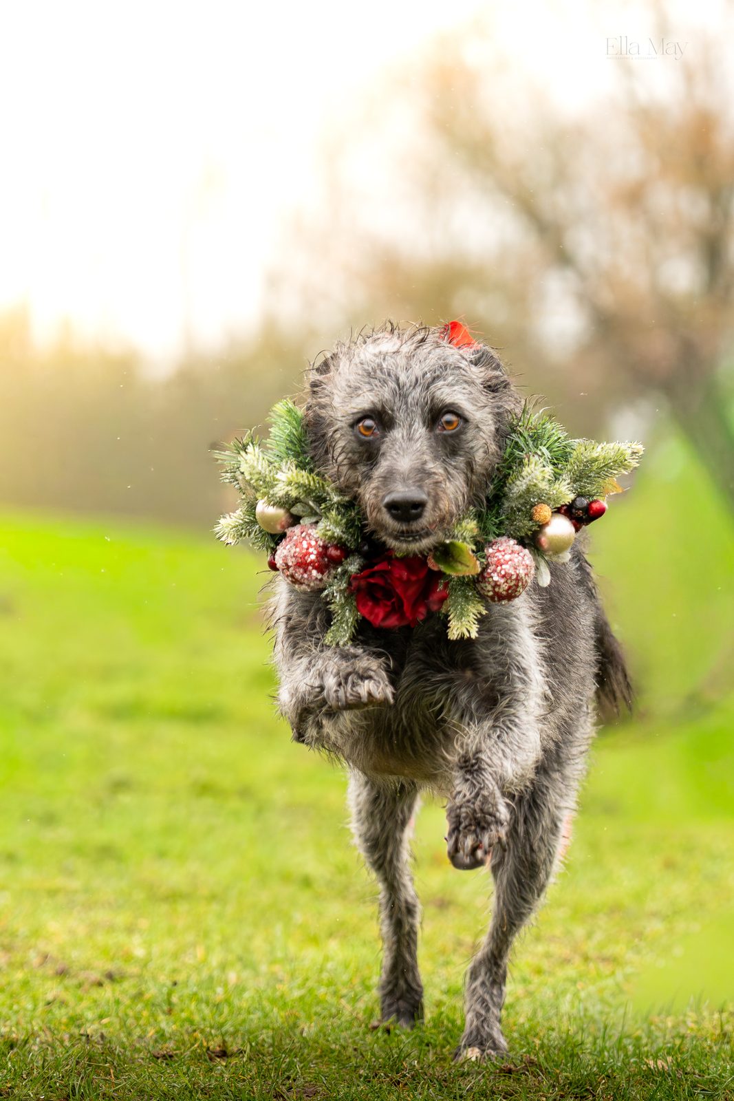 Seasonal dog 3