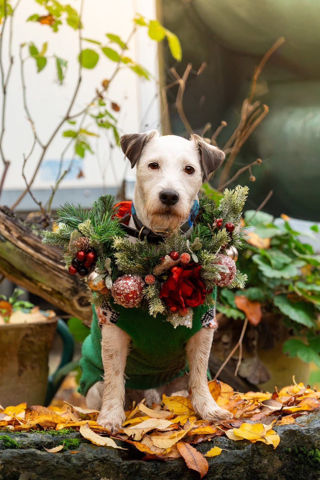 Seasonal dog 9