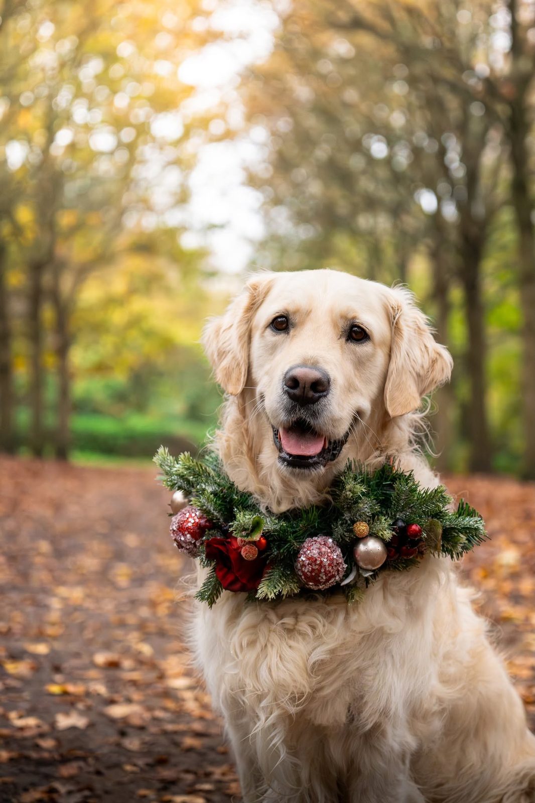 Seasonal dog 2