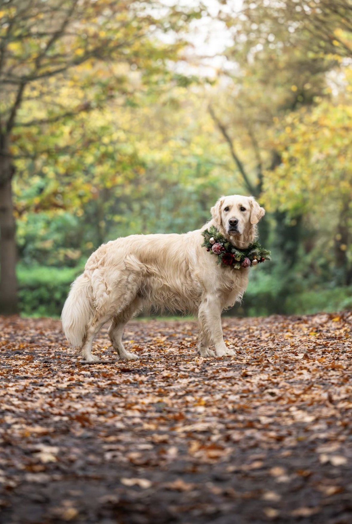 Seasonal dog photography