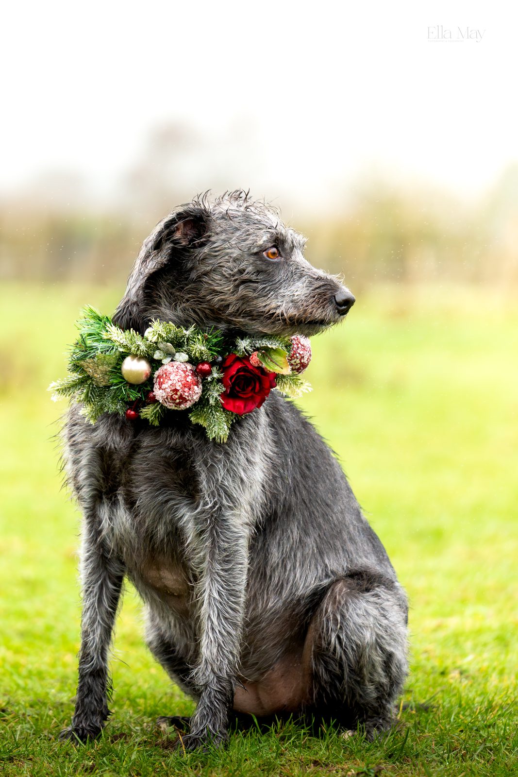 Seasonal dog 8