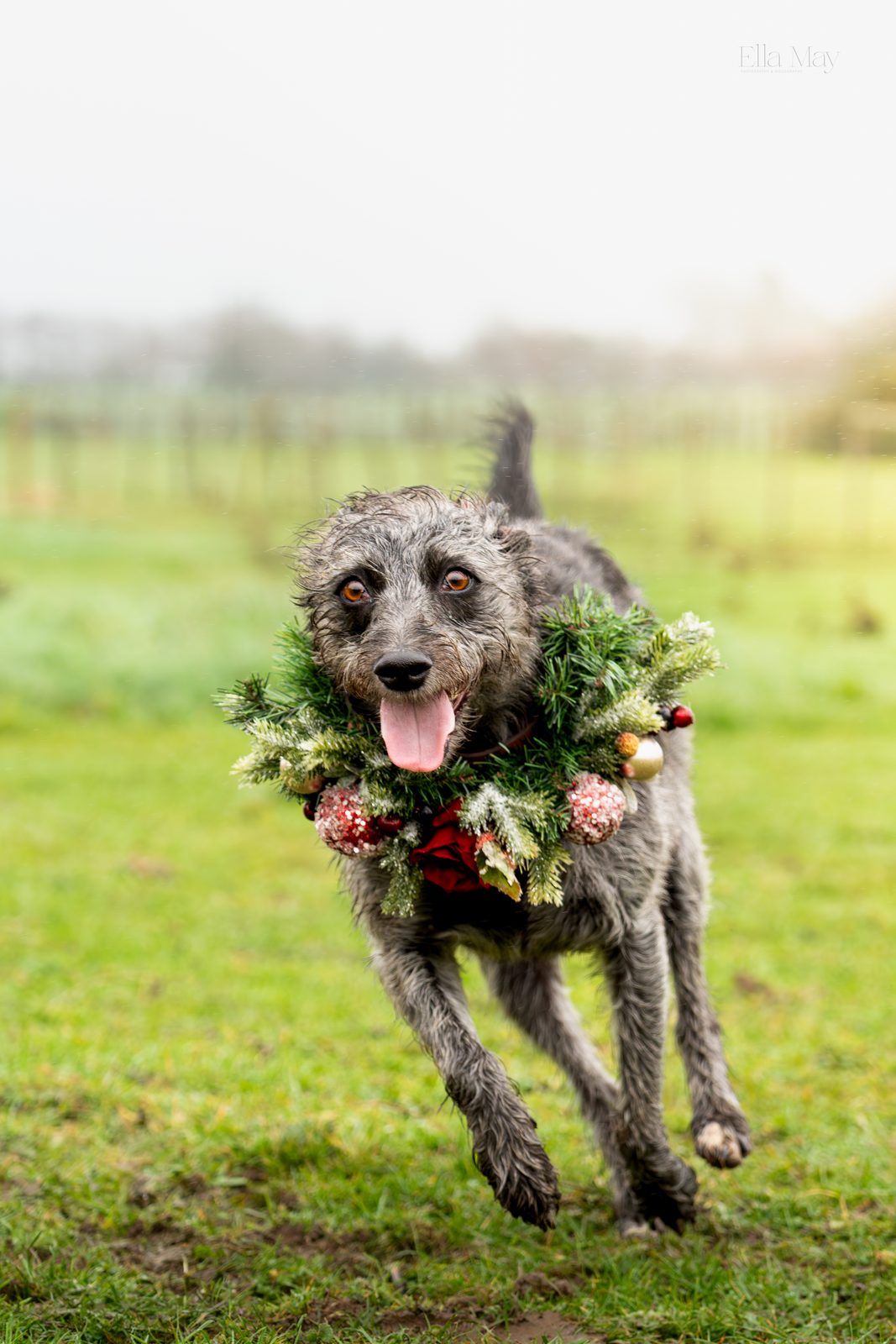 Seasonal dog 4