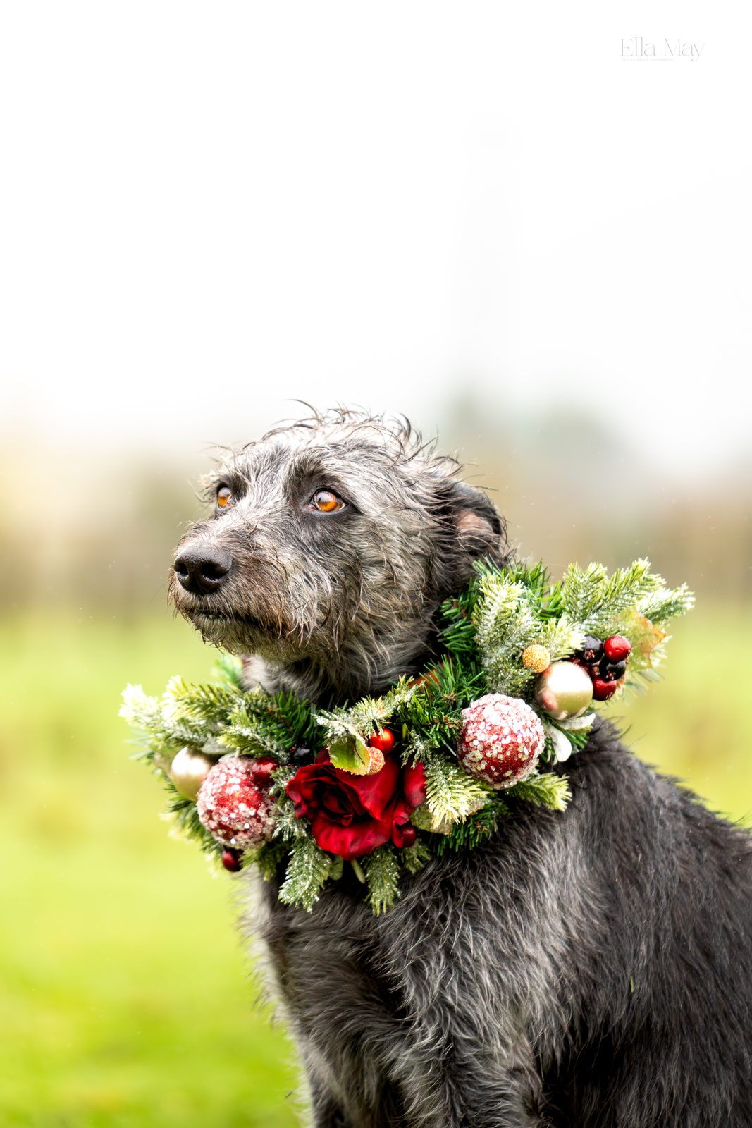 Seasonal dog 6