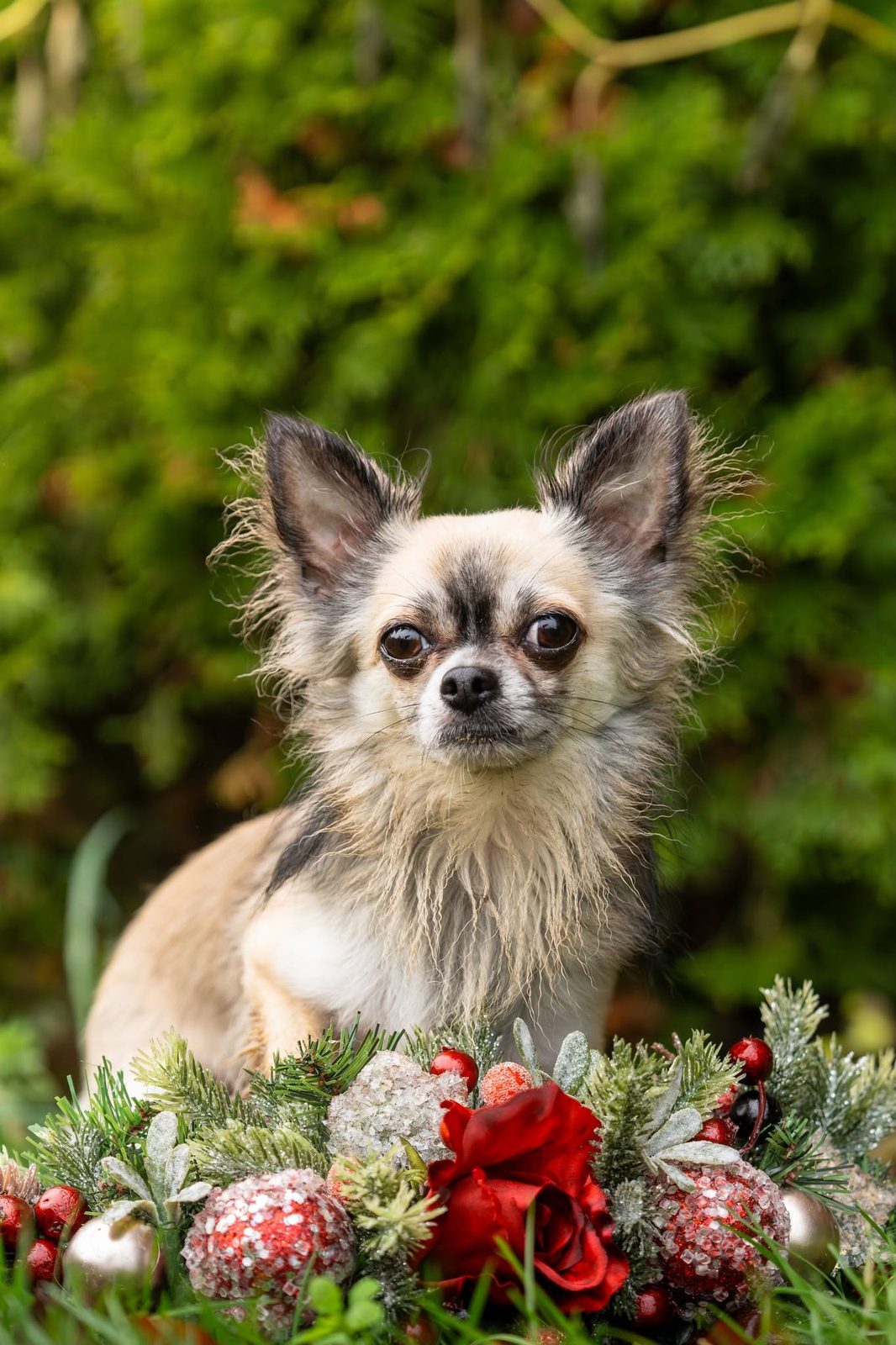 Seasonal dog 3