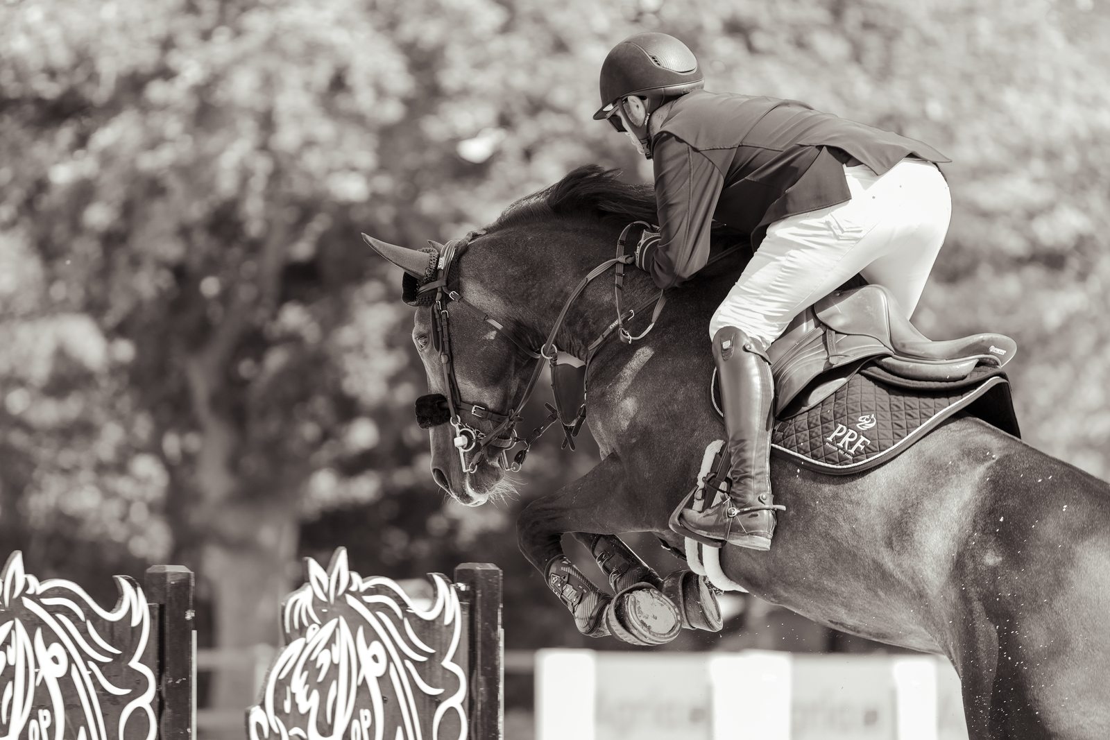 Horse and rider jumping, black and white
