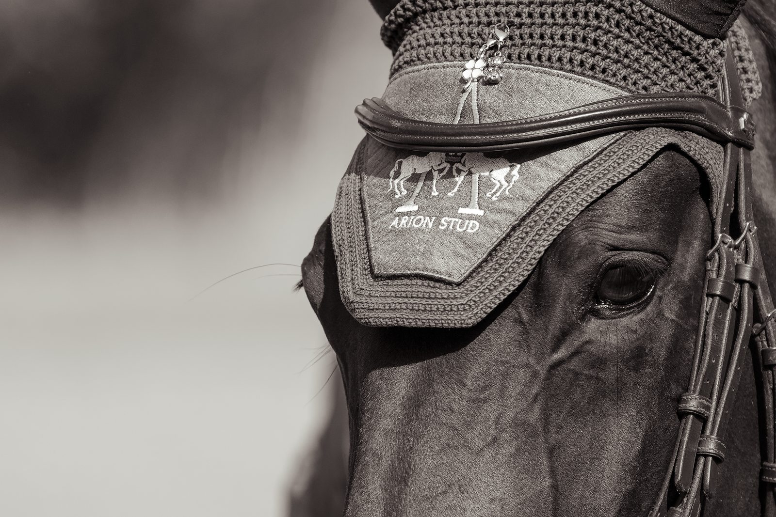 Grey competition horse with Arion Stud fly veil