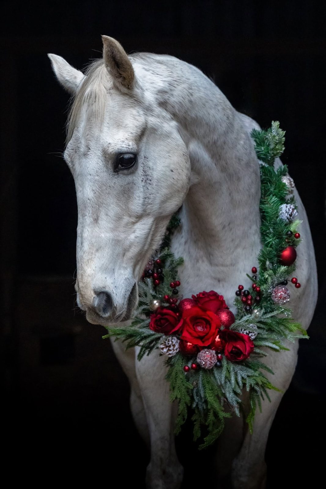 Seasonal equine photography