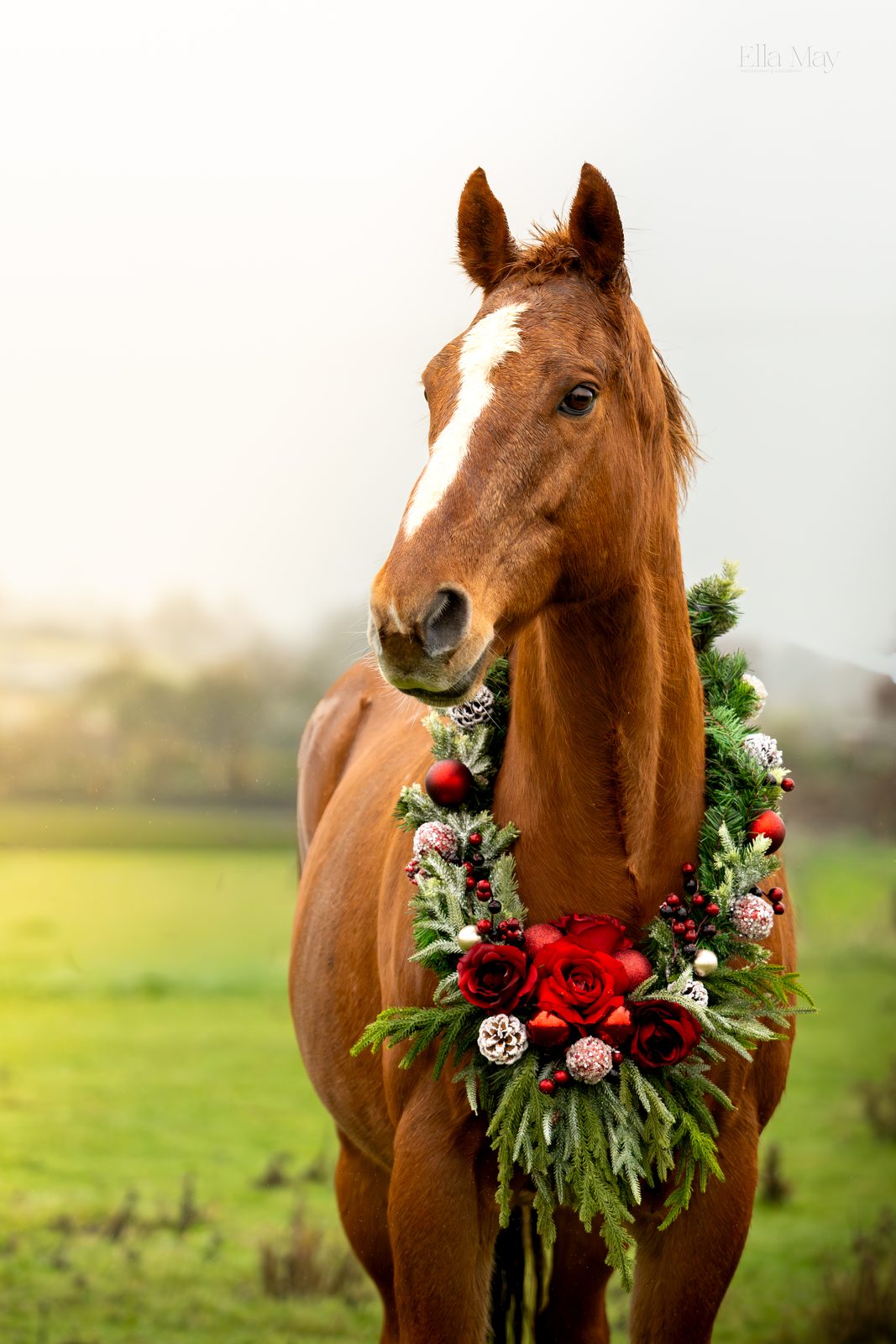 Seasonal equine 13