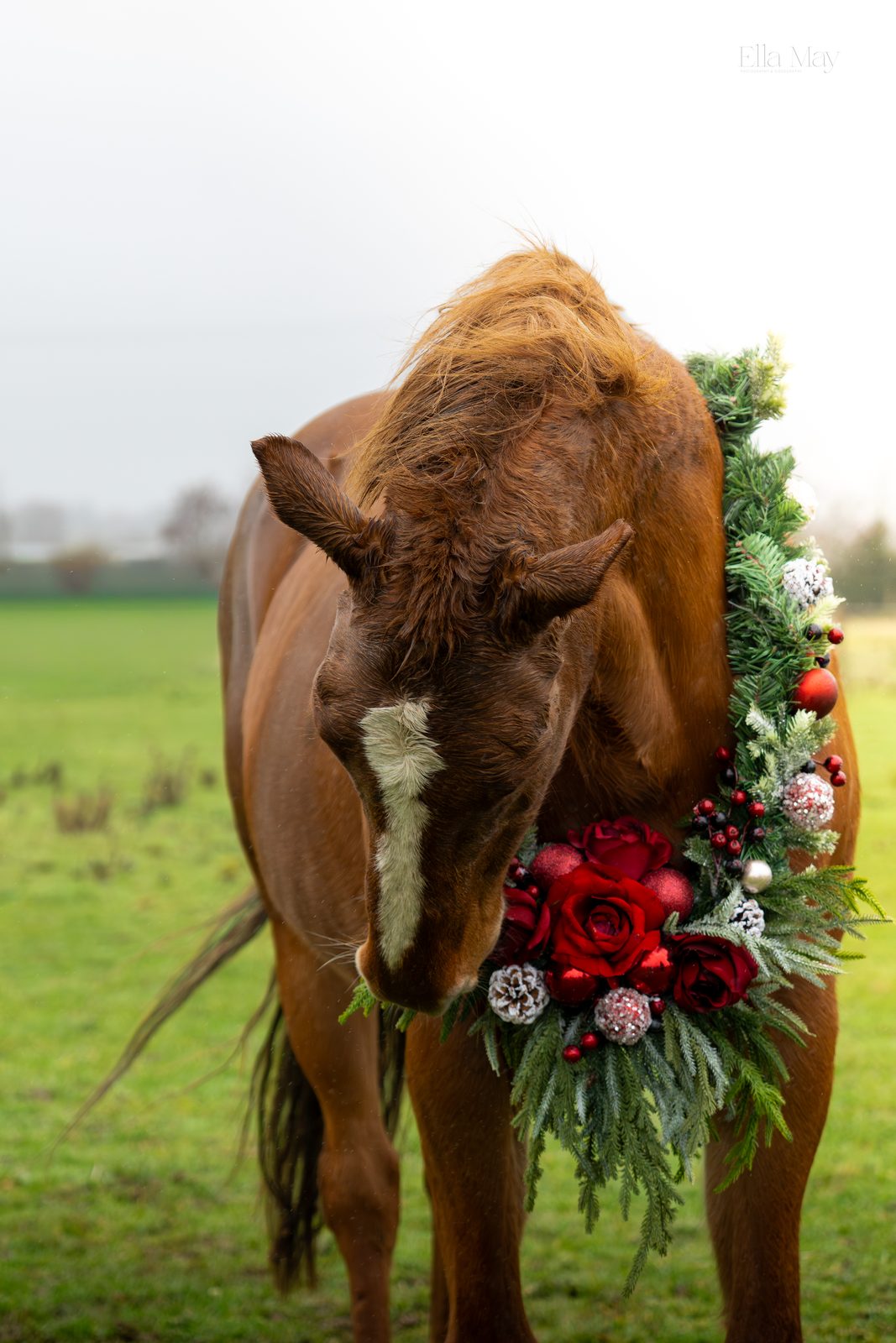 Seasonal equine 14