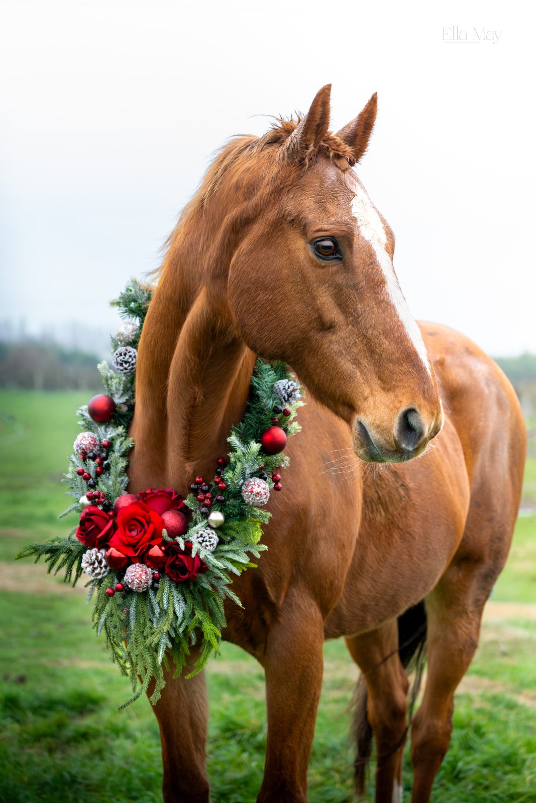 Seasonal equine 15