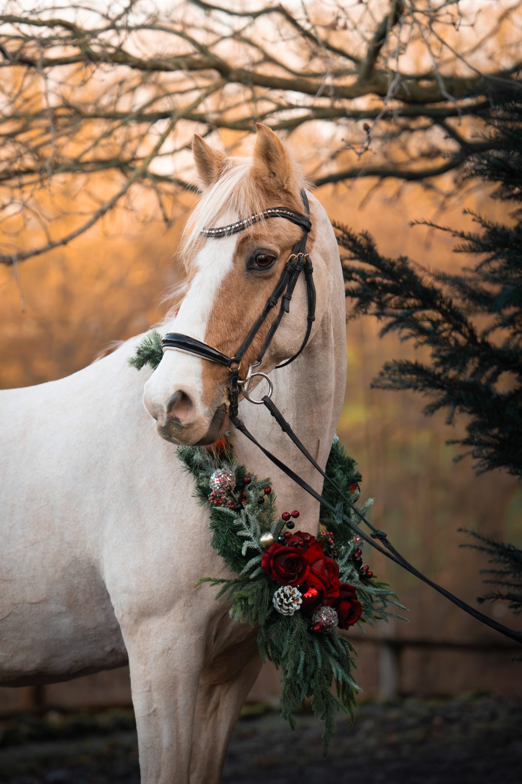 Seasonal equine 2