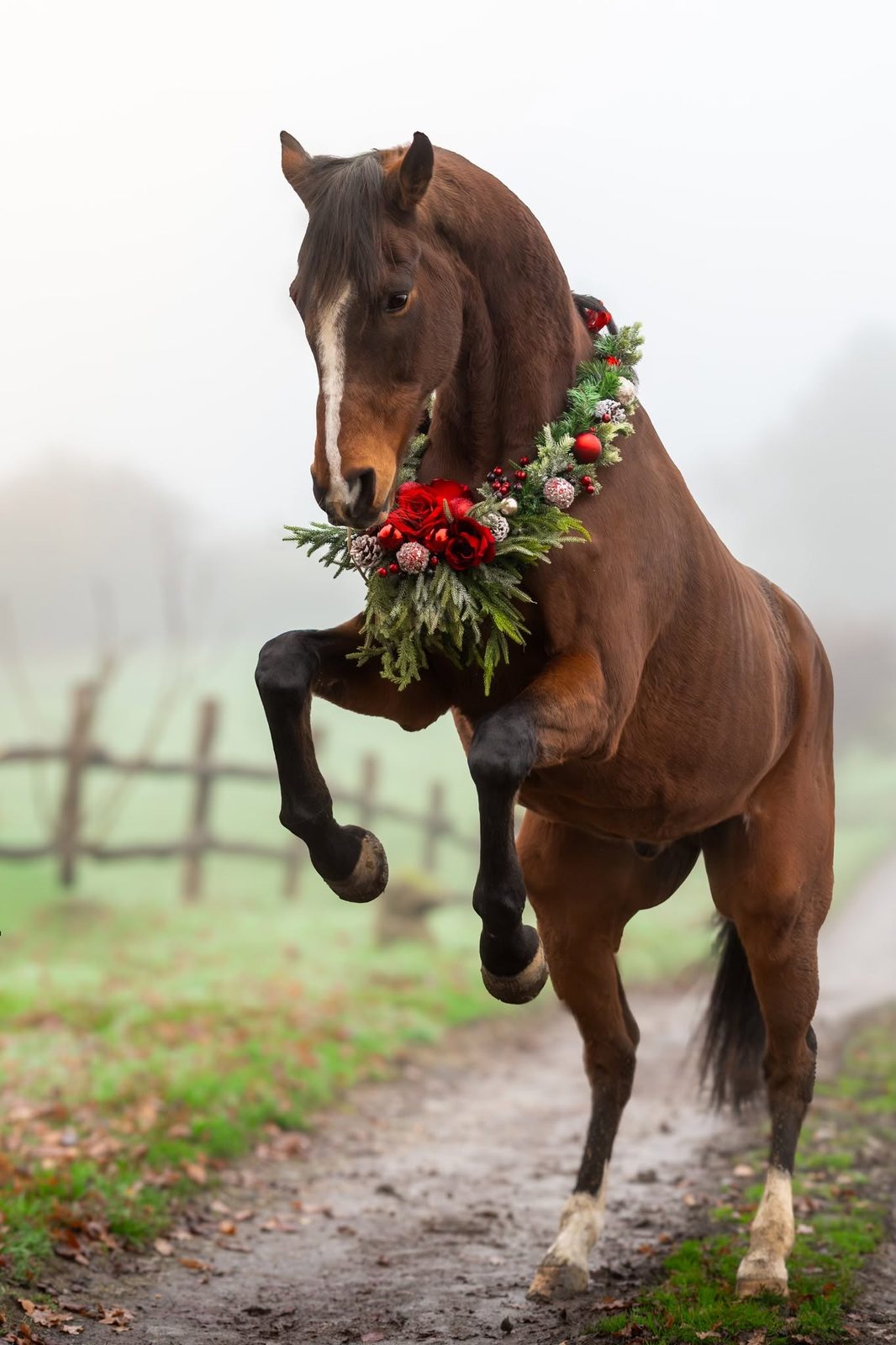 Seasonal equine 8