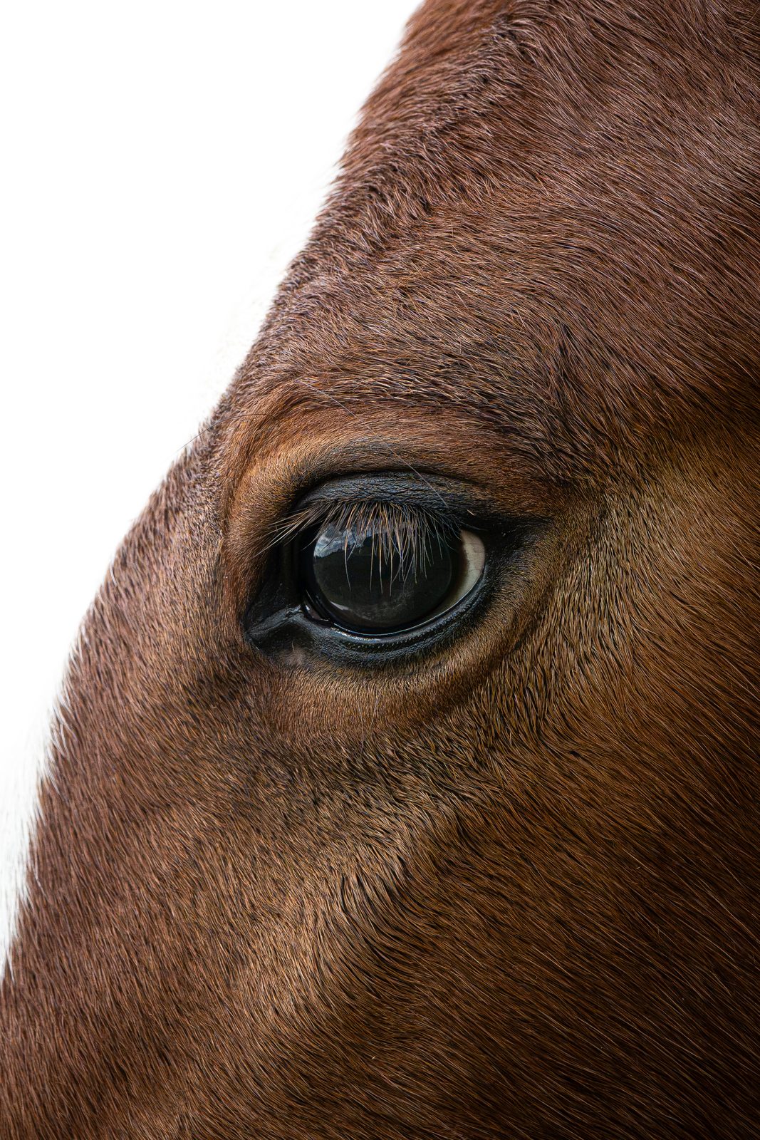 Outdoor equine 2