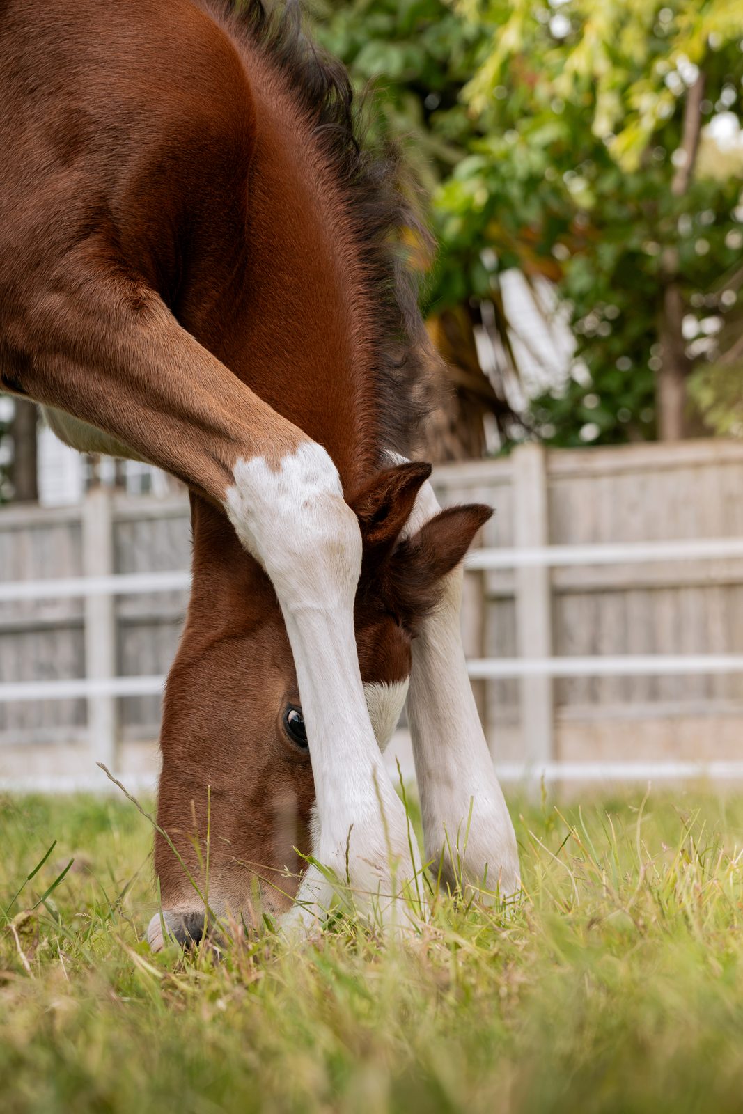 Outdoor equine 5