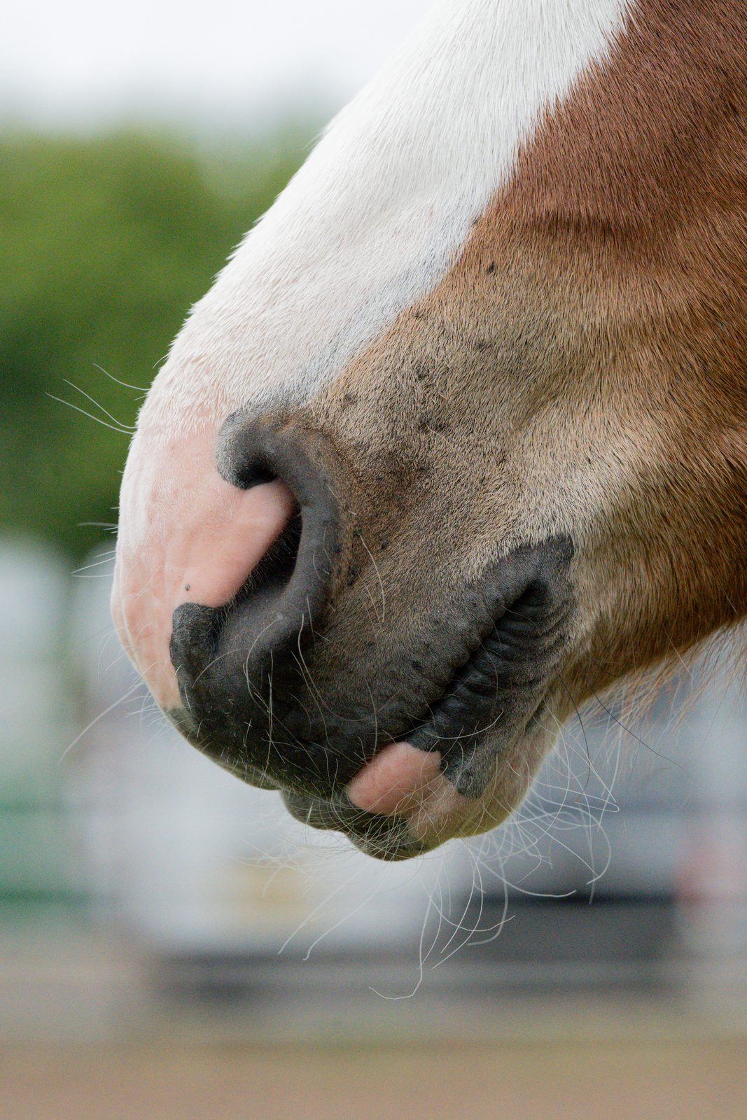 Outdoor equine 8