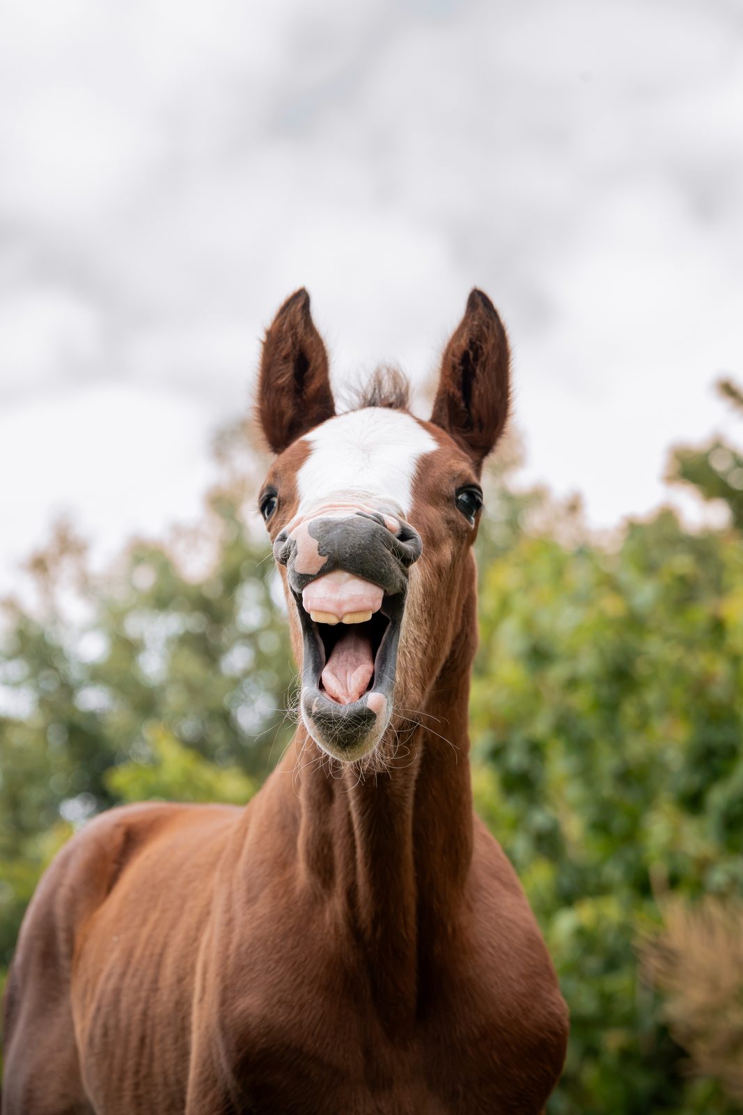 Outdoor equine 11