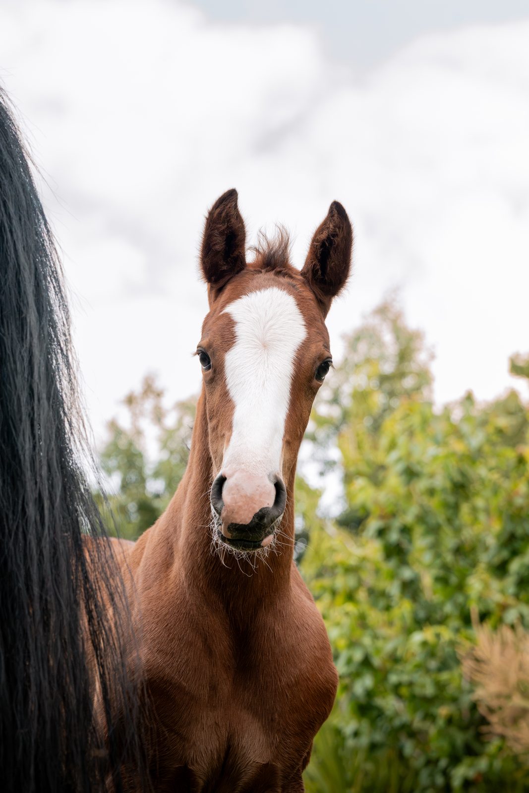 Outdoor equine 14